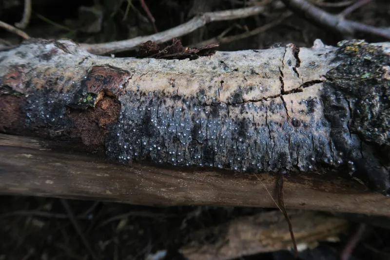 Cytospora nivea 1 - IMG_1235